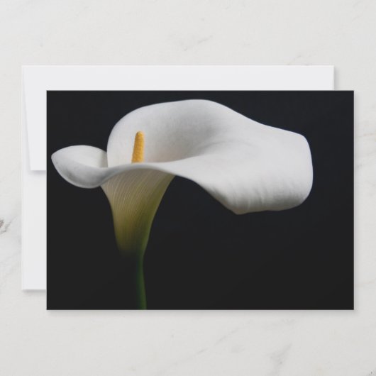 Bloemen | White Calla Lily Bedankkaart (Voorkant)