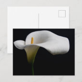 Bloemen | White Calla Lily Briefkaart (Voorkant / Achterkant)