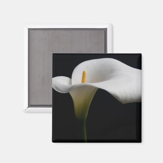 Bloemen | White Calla Lily Magneet (Voorkant / Achterkant)