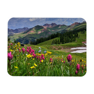 Bloemen Wildbloemen Durango, Colorado Magneet