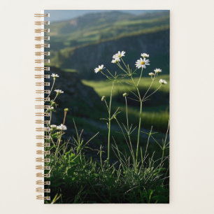 Bloemen Witte Daisy Natuur Landschap Planner
