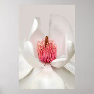 Bloemen   Witte Magnolia Poster
