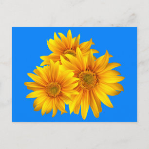 Bloemen Zonnebloem Gele bloemen Blauwe lucht Briefkaart