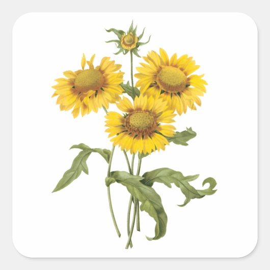  bloemen zonnebloem met bloemen door roodoute vierkante sticker (Voorkant)