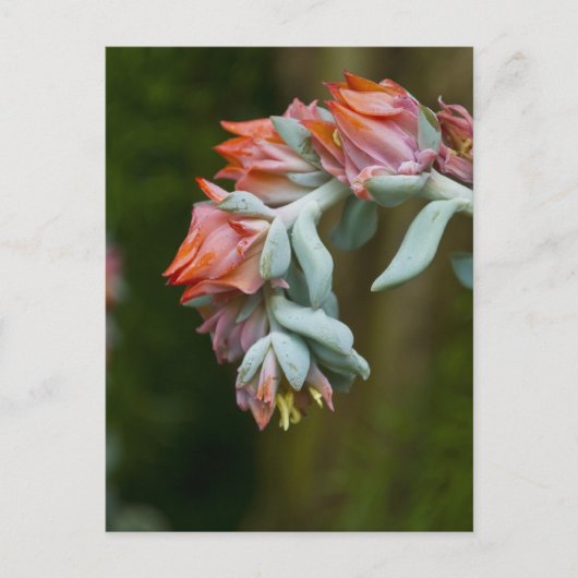 Bloemend Succulent Briefkaart (Voorkant)