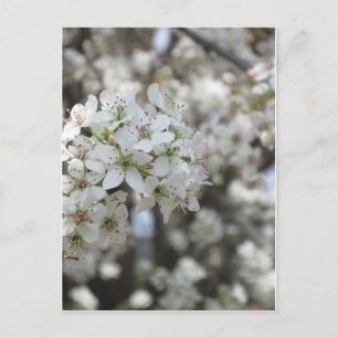 Bloemende perenboom briefkaart