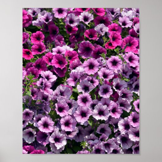 Bloemende petunia surfinia poster (Voorkant)