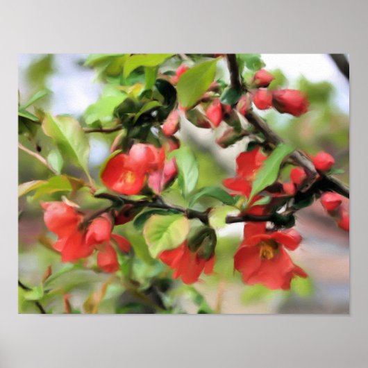 Bloemende Quince Red Blossom Poster (Voorkant)