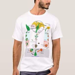Bloemendragende Plant Angiosperm Levenscyclus Diag T-shirt