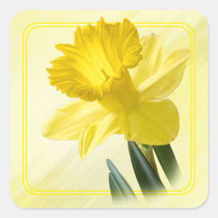 Bloemenfotografie Yellow Daffodil Natuur Pic Vierkante Sticker