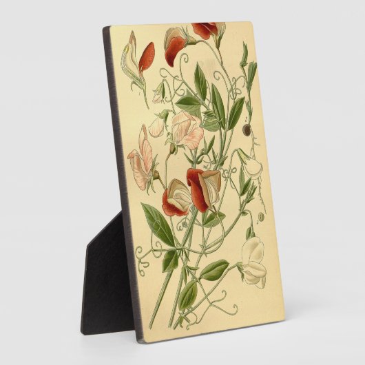  Bloemenkunst Zoete Erwt Lathyrus odoratus Fotoplaat (Zijkant)