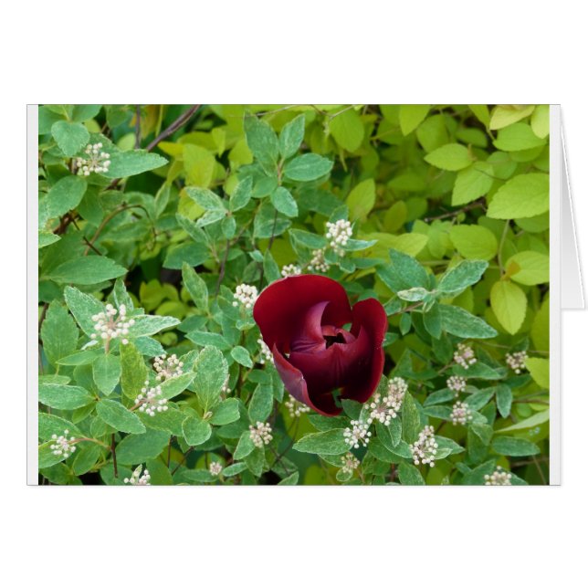 bloemenland in het voorjaar (Voorkant Horizontaal)