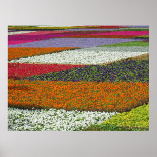Bloementapijt Poster