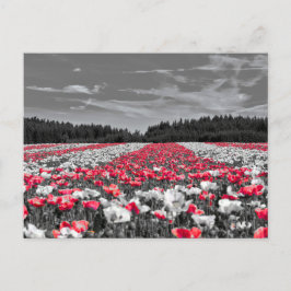 Bloemenveld minimalistische selectieve kleurenfoto briefkaart