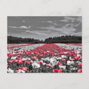 Bloemenveld minimalistische selectieve kleurenfoto briefkaart