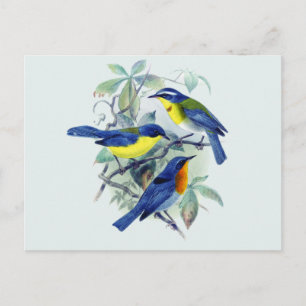 Bloemenzangvogels Kleding en geschenken Briefkaart