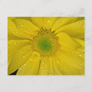 Bloemgeelbloemen Briefkaart