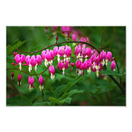 Bloemhartjes Foto Afdruk