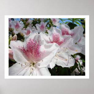 Bloemige kunstprints Witte Roze Azalea Bloemen Tui Poster