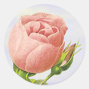 Bloemige Roze Roosknop Sticker