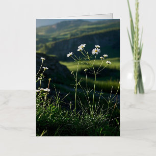 Bloemige Witte Madeliefje Natuur Landschap Folie Wenskaart