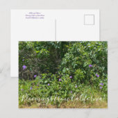 Bloemingen uit Californië! Briefkaart (Voorkant / Achterkant)