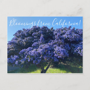 Bloemingen uit Californië: Californië Lila Briefkaart