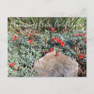 Bloemingen uit Californië: Wayne's Silver Fuchsia Briefkaart
