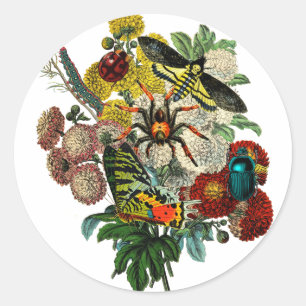 Bloemkool met buik veranderde  kunst ronde sticker