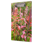 Bloemkool van het oostelijk deel van Kaapje Klembord (Links)