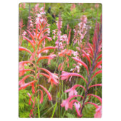 Bloemkool van het oostelijk deel van Kaapje Klembord (Achterkant)