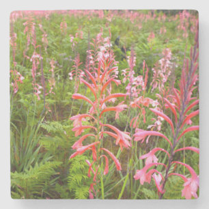 Bloemkool van het oostelijk deel van Kaapje Stenen Onderzetter