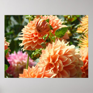 Bloemposters Oranje Dahlia Bloemen Tuinen Poster