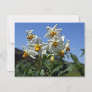 Bloemrijke aardappels Solanum tuberosum  Feestdagenkaart