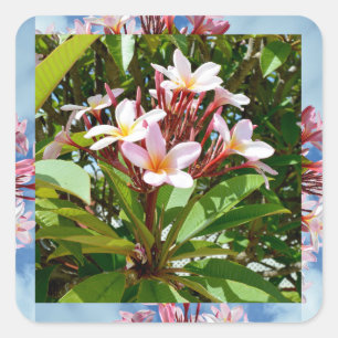 Bloemroze Frangipani-boom Vierkante Sticker