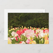 Bloemveld Briefkaart (Voorkant / Achterkant)