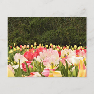 Bloemveld Briefkaart