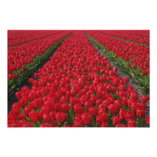 Bloemveld met tulpen, Nederland, Holland Foto Afdruk