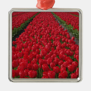 Bloemveld met tulpen, Nederland, Holland Metalen Ornament