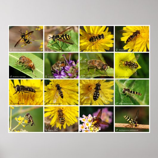 Bloemvliezen Poster (Voorkant)