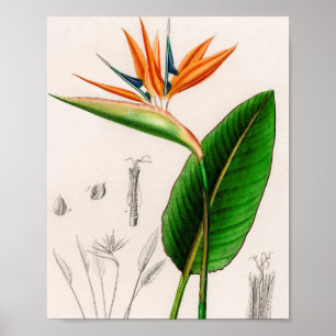 Bloemvogel met paradijzen, geïllustreerd poster