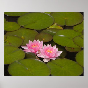 Bloemwaterlappen Poster