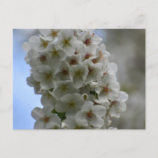 bloesem briefkaart (Voorkant)