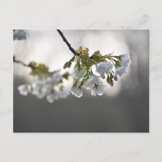 bloesem briefkaart (Voorkant)