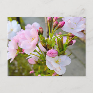 Bloesem  briefkaart