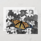 bloesem en monarch briefkaart (Voorkant / Achterkant)