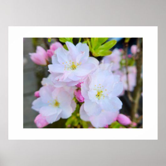 Bloesem  poster (Voorkant)