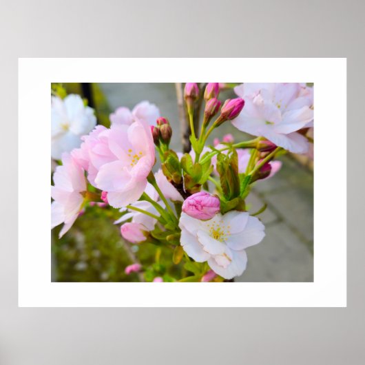 Bloesem  poster (Voorkant)