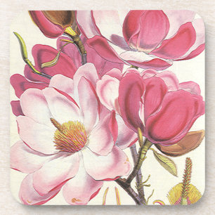 Bloesem van oude magnoliaboom, roze tuinvloeemen onderzetter