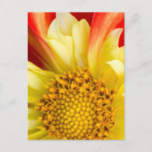 Bloesems Bloemig Blad Natuur Bos Bestemming Briefkaart
